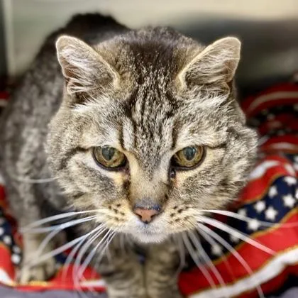 A senior medium-sized male Domestic Short Hair cat named Sir Reginald for adoption in Burlington, WA