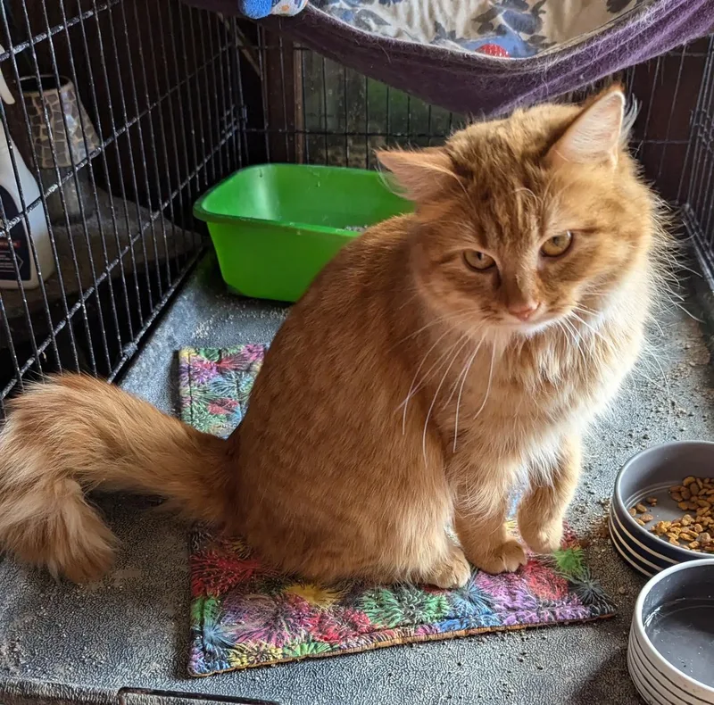 Princess thumbnail 3