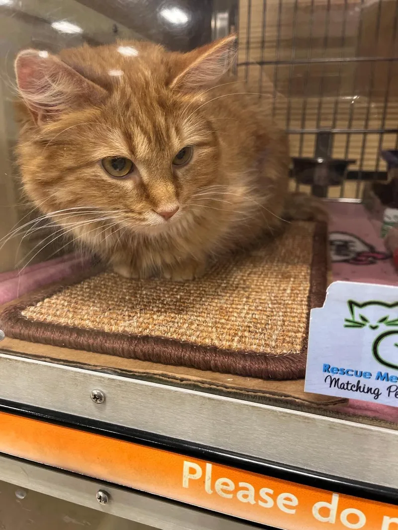 Princess thumbnail 4