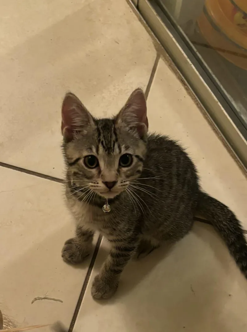 A baby medium-sized male Tabby (Brown / Chocolate) Domestic Short Hair cat named Weathers for adoption in Lauderhill, FL