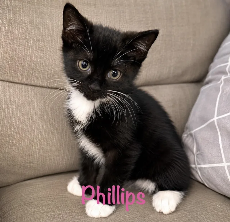 A baby medium-sized female Black & White / Tuxedo Domestic Short Hair cat named Phillips for adoption in Youngstown, OH