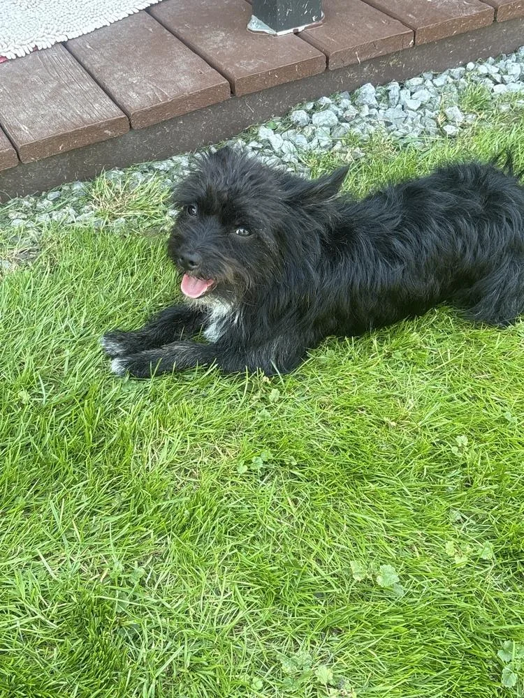 An adult small-sized male Schnauzer dog named Marley for adoption in Jefferson Hills, PA