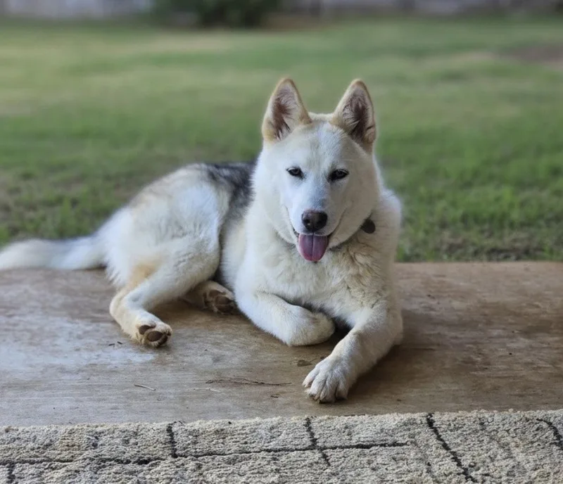 A young medium-sized female Siberian Husky dog named Marsha Lonestar for adoption in Rockaway, NJ