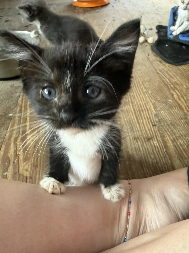 A baby large-sized male Domestic Short Hair cat named Pasta Fagioli for adoption in Bethel Park, PA