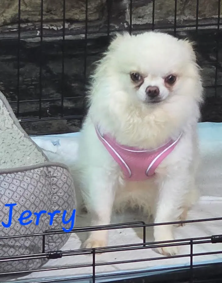 Jerry