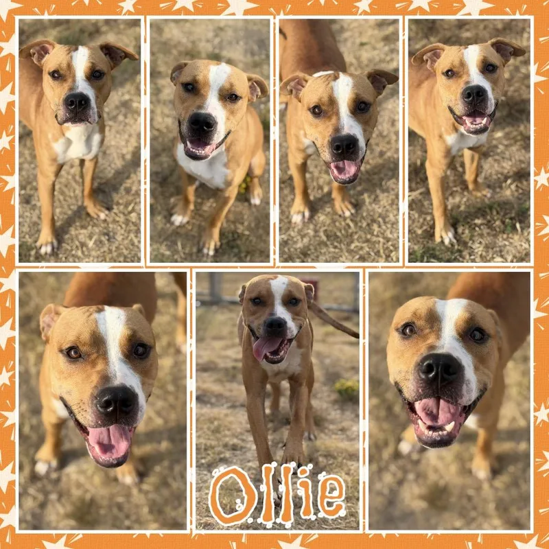 Ollie thumbnail 2