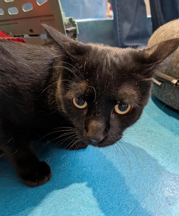 An adult small-sized female Domestic Short Hair cat named Verbena for adoption in San Diego, CA