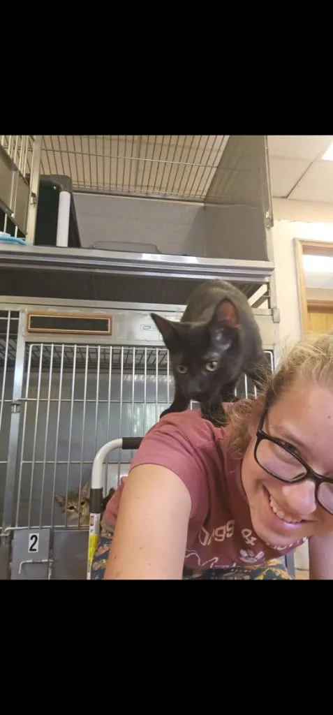 A young large-sized male Domestic Short Hair cat named Toad for adoption in Sprakers, NY