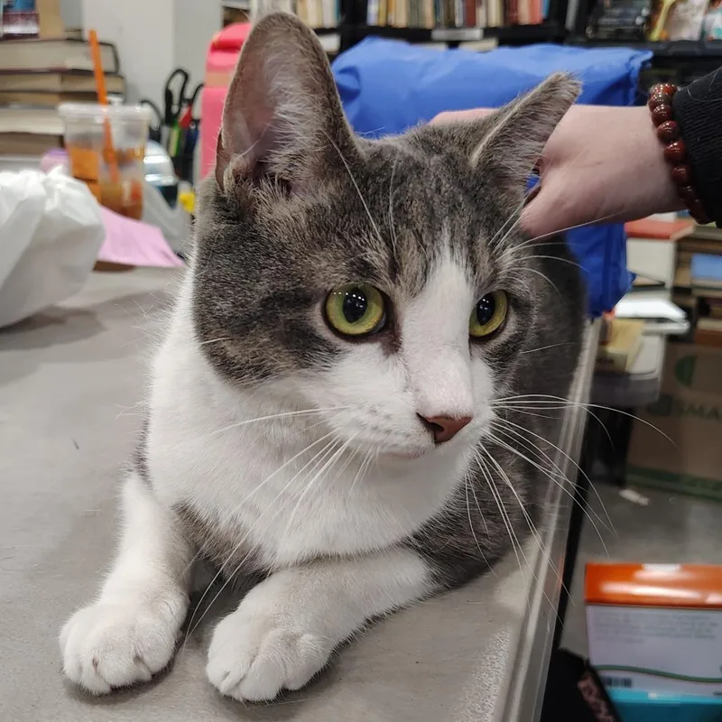 An adult large-sized male Gray & White Domestic Short Hair cat named Fish for adoption in Beulaville, NC