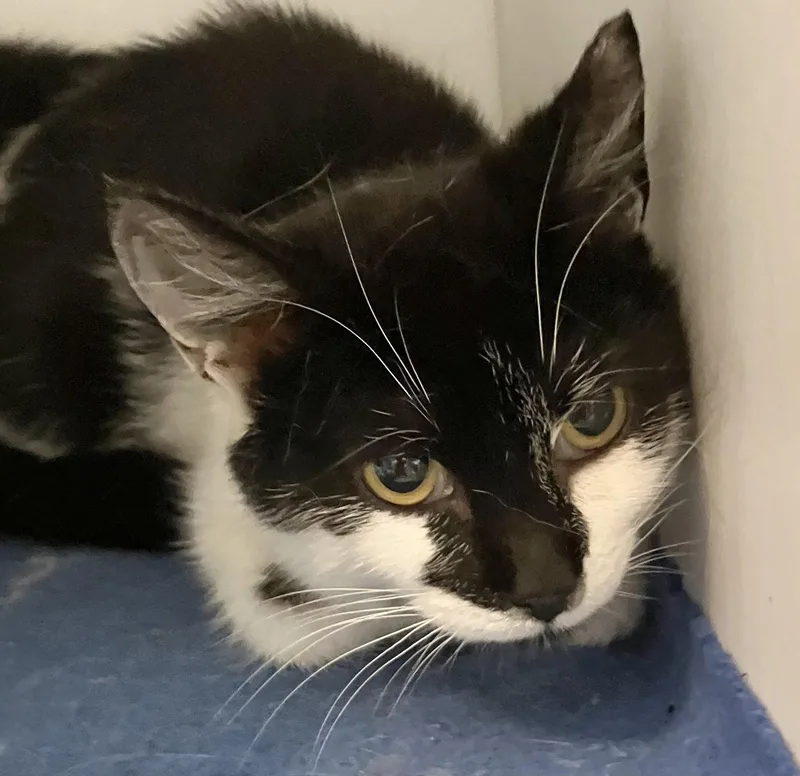 A young medium-sized male Black & White / Tuxedo Domestic Short Hair cat named Monty  KBC for adoption in Dublin, OH