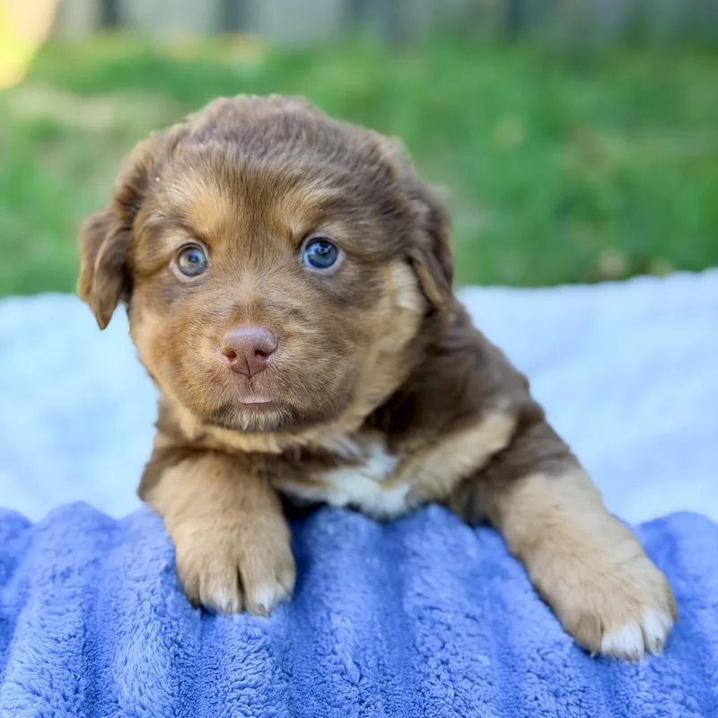 A baby medium-sized male Brown / Chocolate Mixed Breed dog named Bright for adoption in Huntsville, AL
