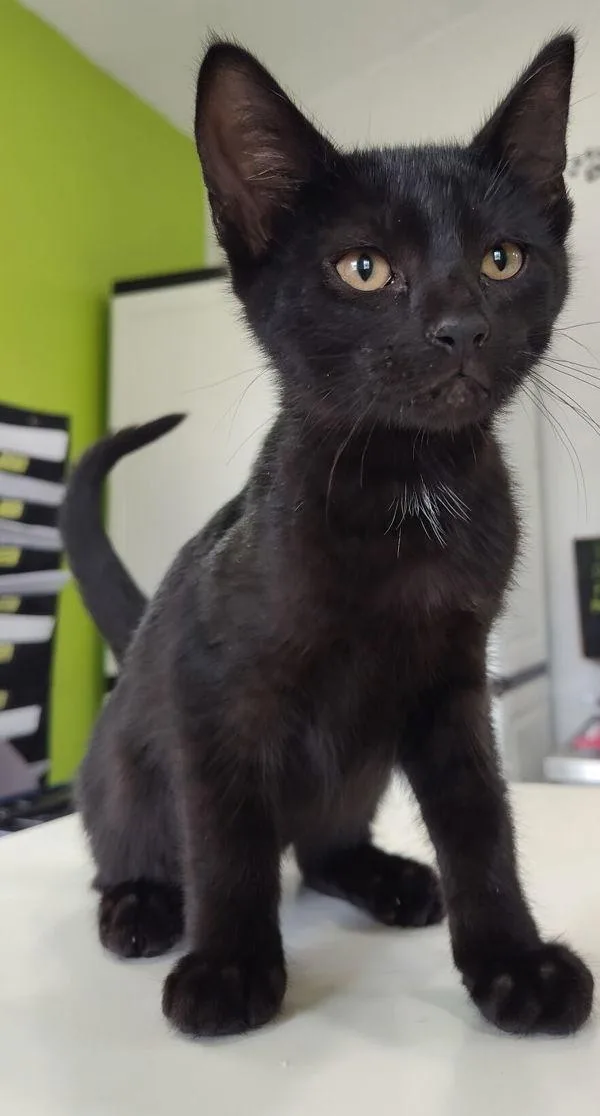 A baby small-sized male Domestic Short Hair cat named Merlin for adoption in Cleveland, TN