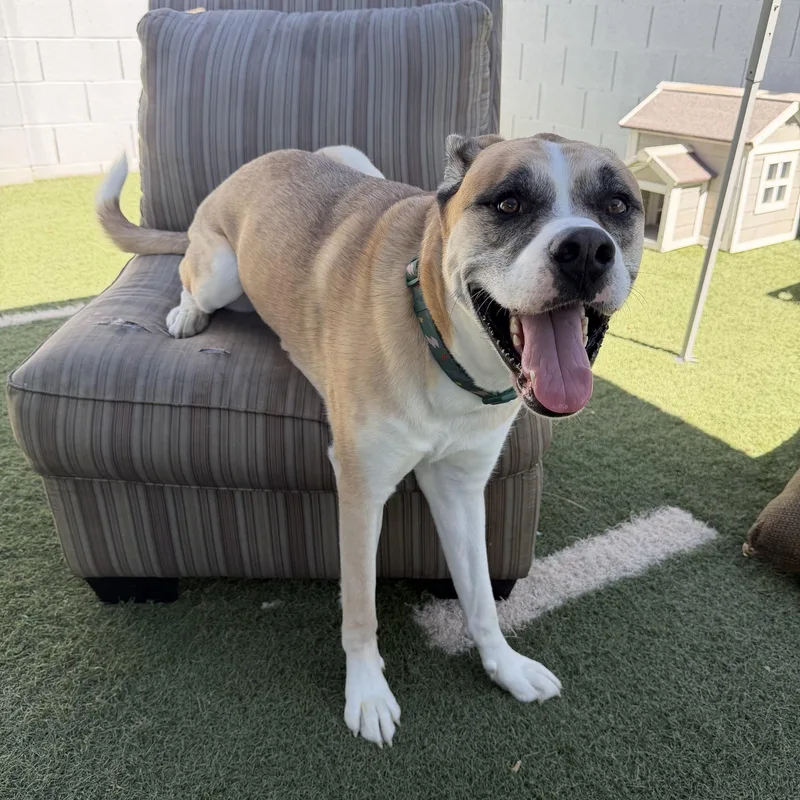 An adult large-sized male Yellow / Tan / Blond / Fawn Husky dog named Axel for adoption in Queen Creek, AZ