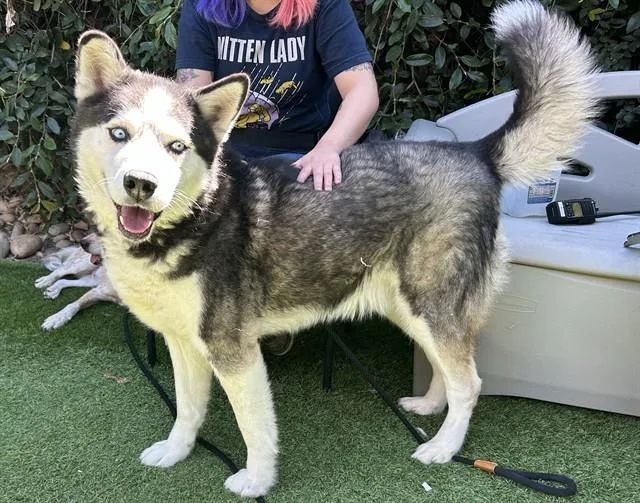 A young large-sized male Siberian Husky dog named Ronin for adoption in San Jose, CA