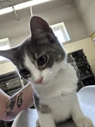 A baby medium-sized male Domestic Short Hair cat named Curly for adoption in Cincinnati, OH