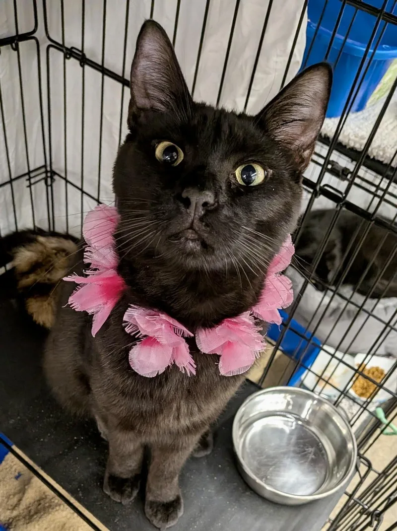 An adult medium-sized male Brown / Chocolate Bombay cat named Raven for adoption in Vacaville, CA