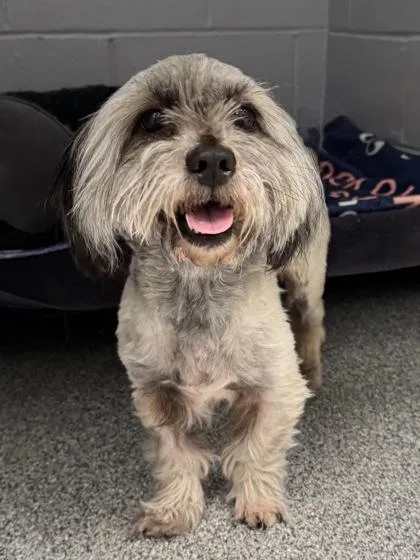 A young small-sized male White / Cream Shih Tzu dog named Chase for adoption in Tinley Park, IL