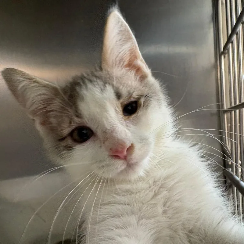 A baby small-sized female Gray / Blue / Silver Domestic Short Hair cat named Mystery for adoption in Leander, TX