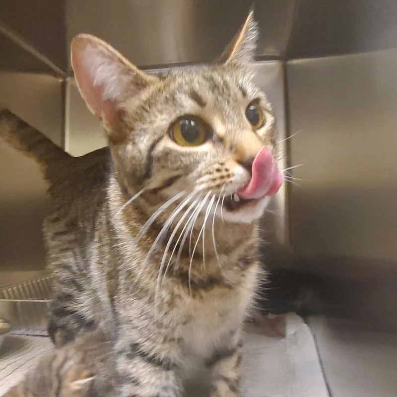 An adult medium-sized female Brown / Chocolate Domestic Short Hair cat named Moira for adoption in Asheville, NC