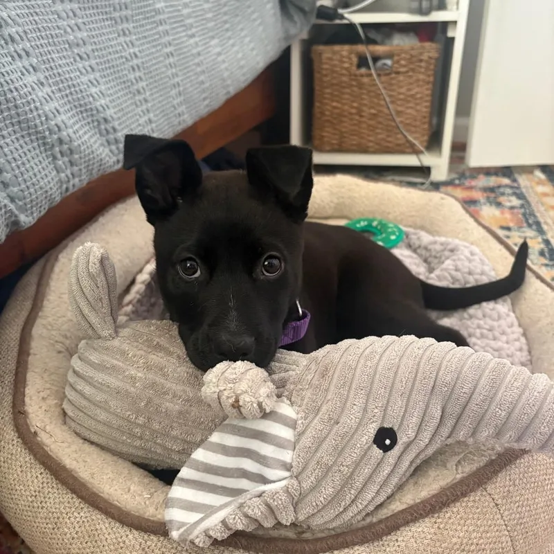 Lady Sadie