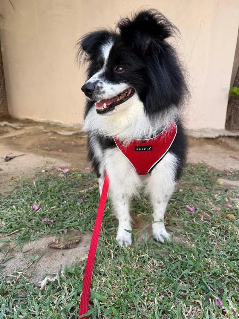 An adult small-sized male Collie dog named Lassie for adoption in Palos Heights, IL
