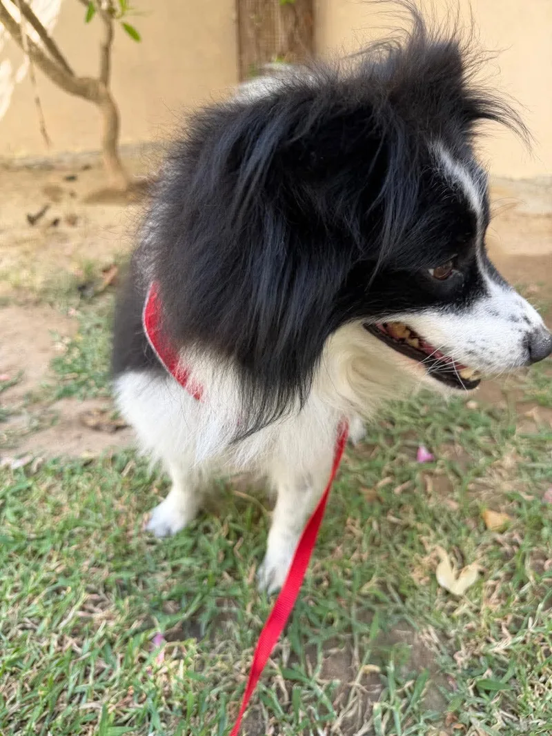 Lassie thumbnail 2