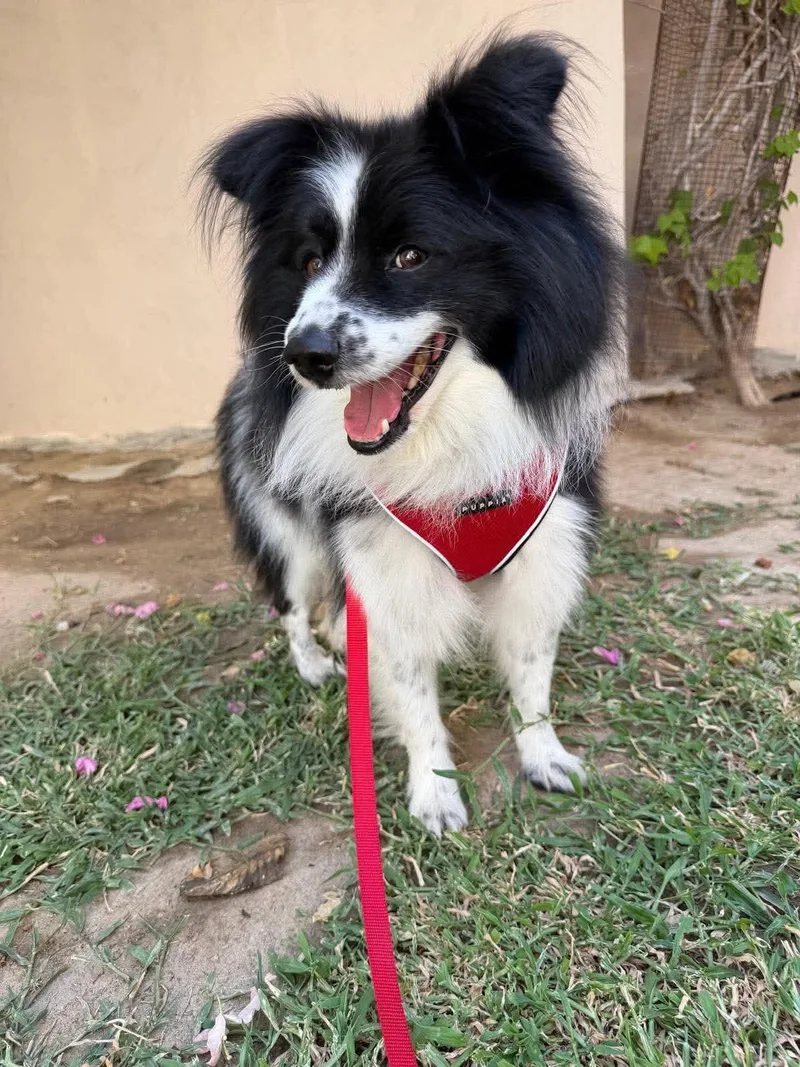 Lassie thumbnail 3