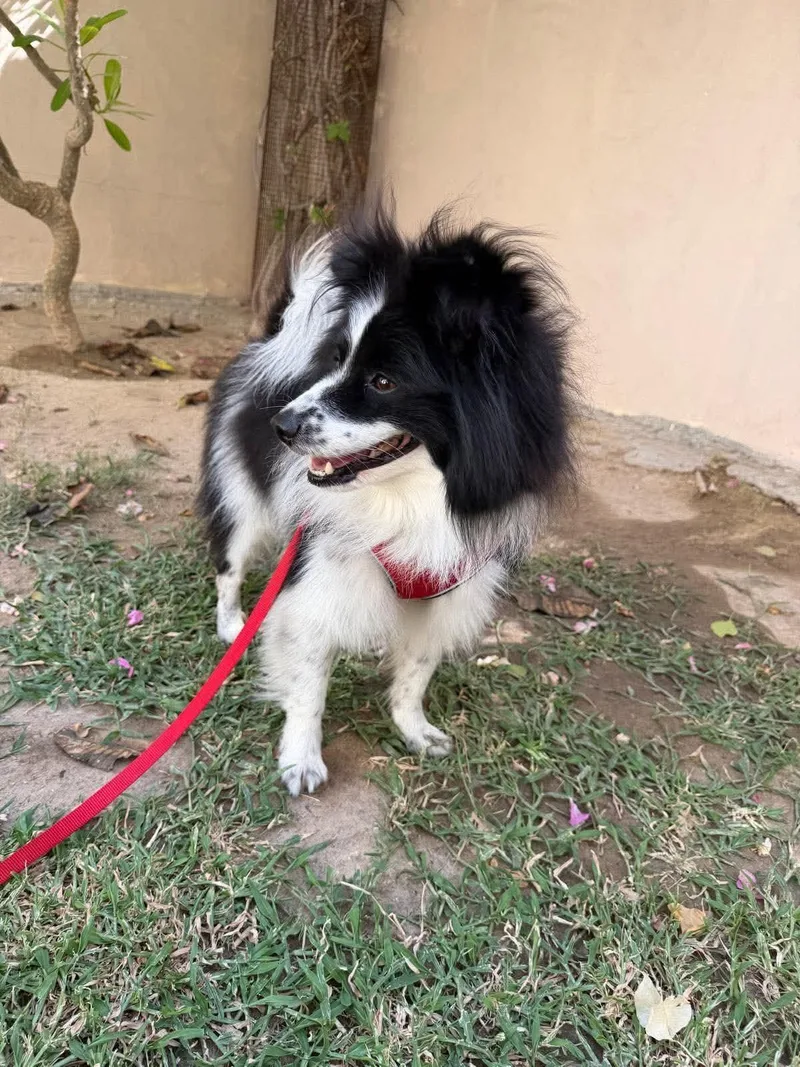 Lassie thumbnail 4