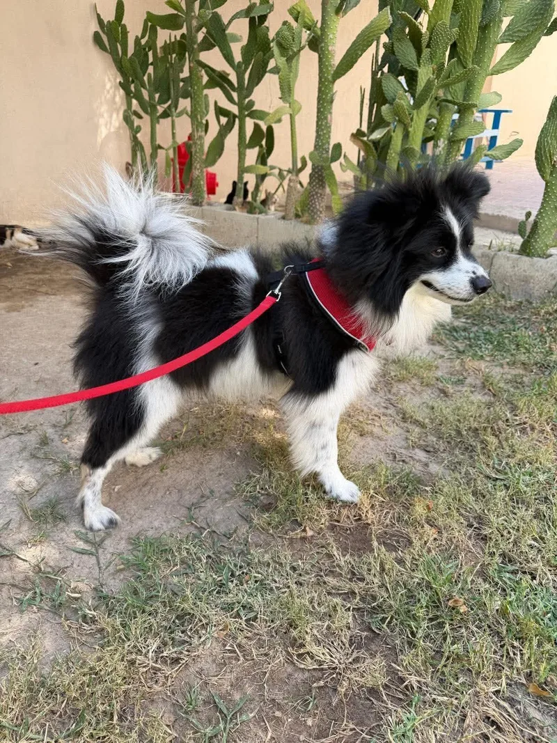 Lassie thumbnail 5