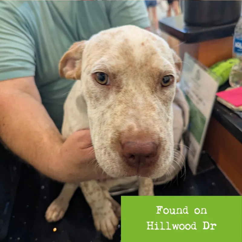 A baby small-sized male White / Cream American Staffordshire Terrier dog named Baked Pittato for adoption in Lynchburg, VA
