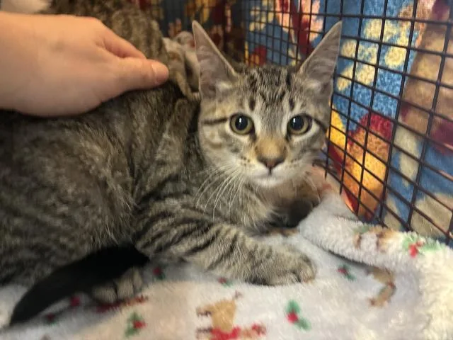 A baby medium-sized female Domestic Short Hair cat named Star Crunch for adoption in Pensacola, FL