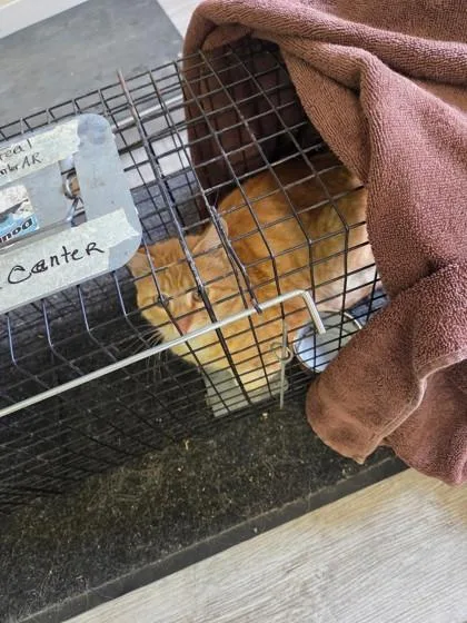An adult small-sized male Domestic Short Hair cat named Simon Feral for adoption in St. Anne, IL