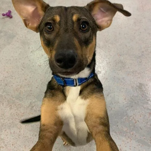 Nikola Tesla thumbnail 2