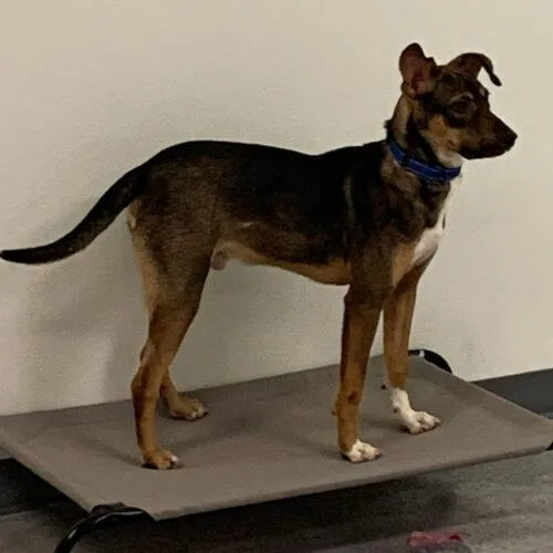 Nikola Tesla thumbnail 3