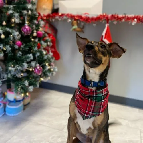 Nikola Tesla thumbnail 4