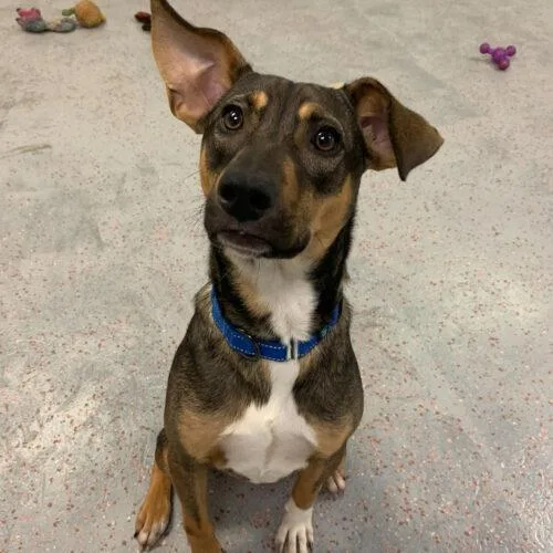 Nikola Tesla thumbnail 5