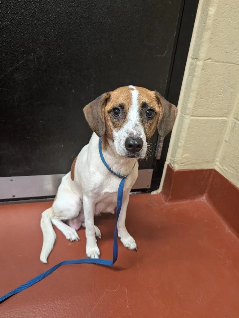 A young medium-sized female Mixed Breed dog named Sheila for adoption in Douglasville, GA