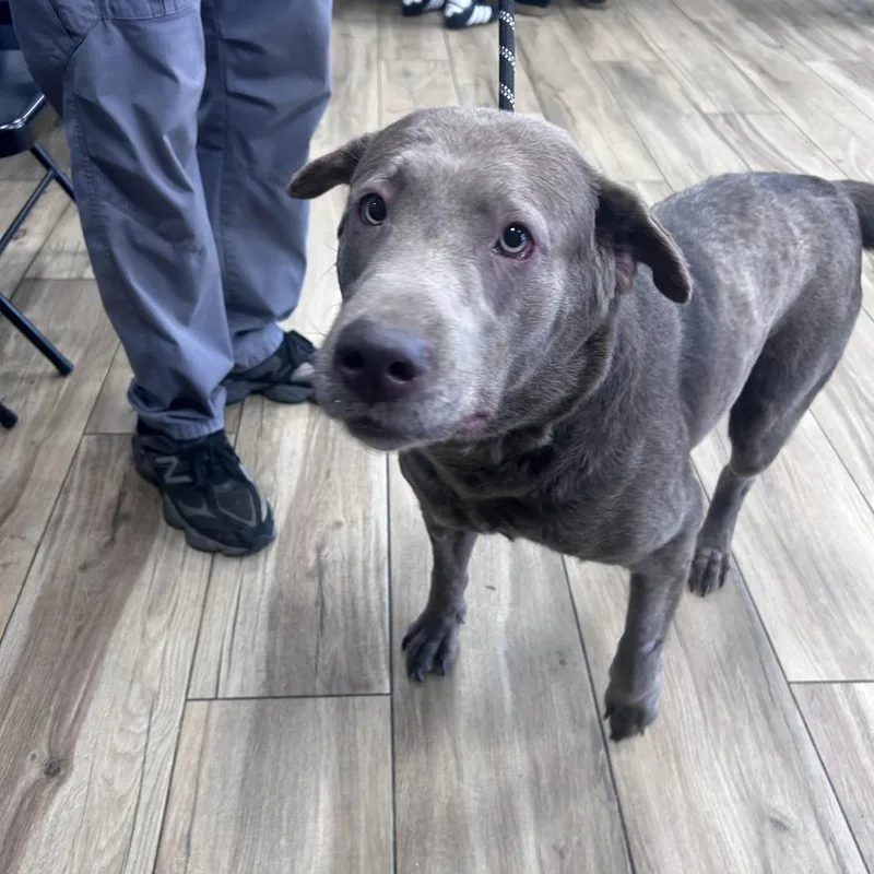An adult large-sized female Gray / Blue / Silver Labrador Retriever dog named Zoey for adoption in Newark, NJ