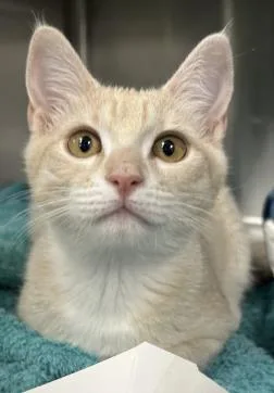 A young small-sized female Domestic Short Hair cat named Habanero for adoption in Roseville, CA