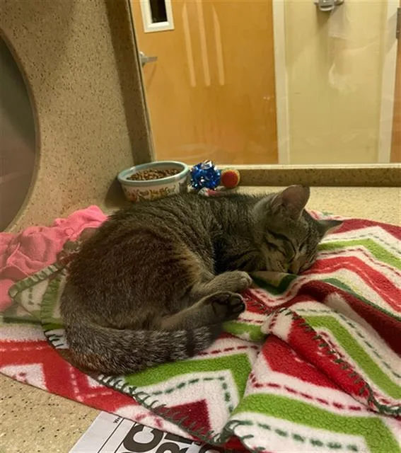 A baby small-sized male Domestic Short Hair cat named Max for adoption in Sacramento, CA