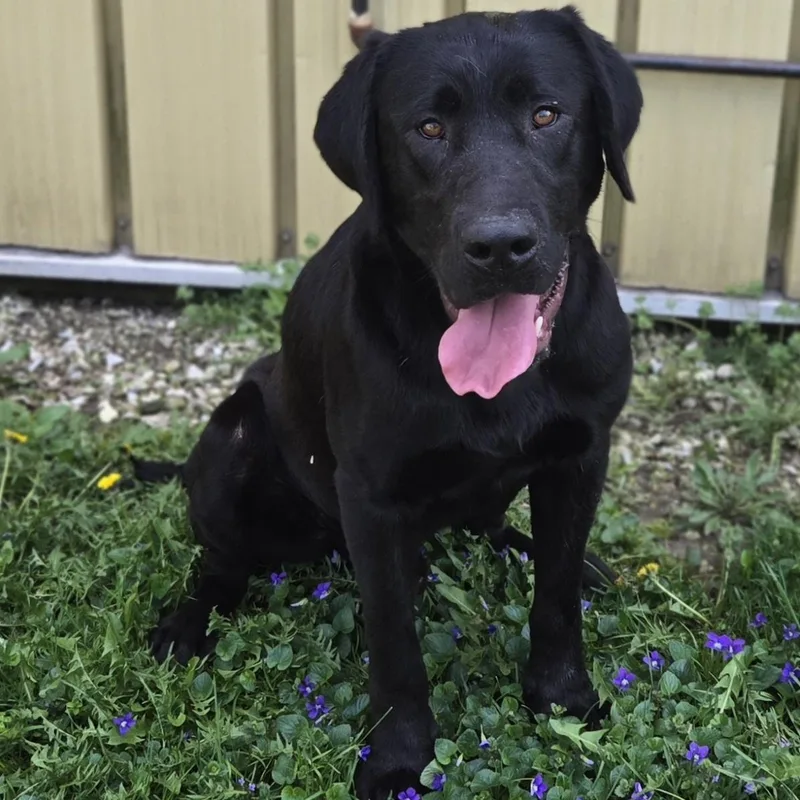 A young large-sized male Labrador Retriever dog named Sammy for adoption in Keokuk, IA