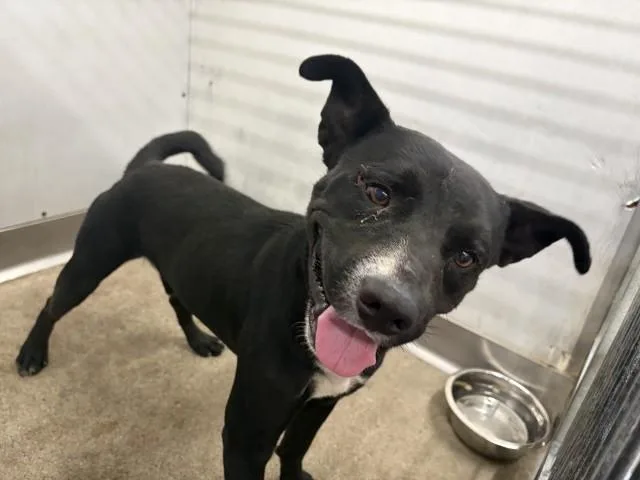 A young medium-sized male Pit Bull Terrier dog named Blazer for adoption in San Bernardino, CA