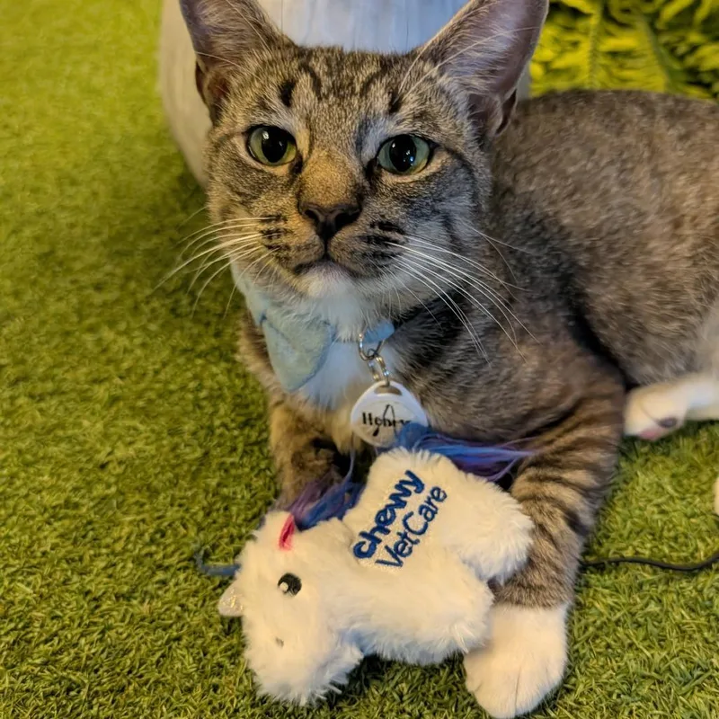 An adult medium-sized male Brown / Chocolate Domestic Short Hair cat named Henry for adoption in Austin, TX