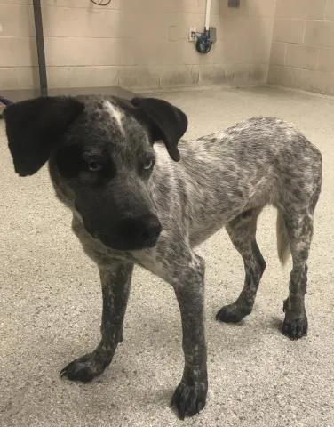 A baby small-sized male Australian Cattle Dog / Blue Heeler dog named Skittles for adoption in Conroe, TX