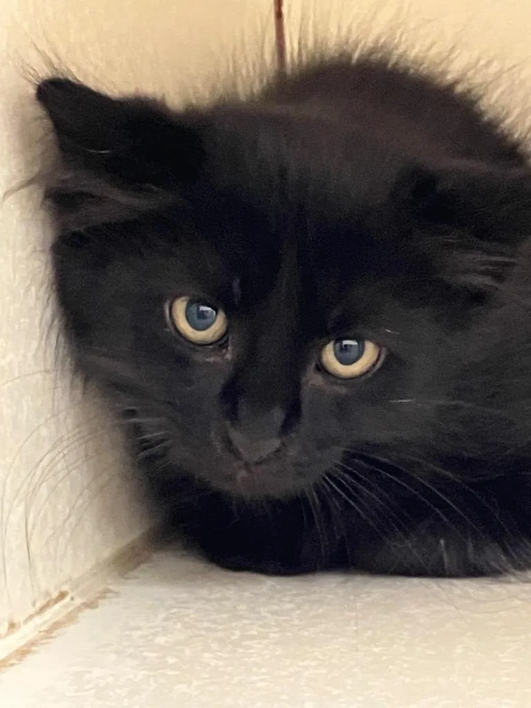 A baby medium-sized male Domestic Short Hair cat named Dragon for adoption in Christiansburg, VA