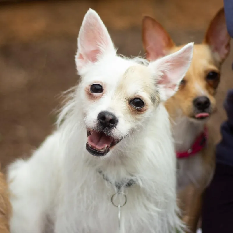 An adult small-sized female Chihuahua dog named Candy for adoption in Cumming, GA