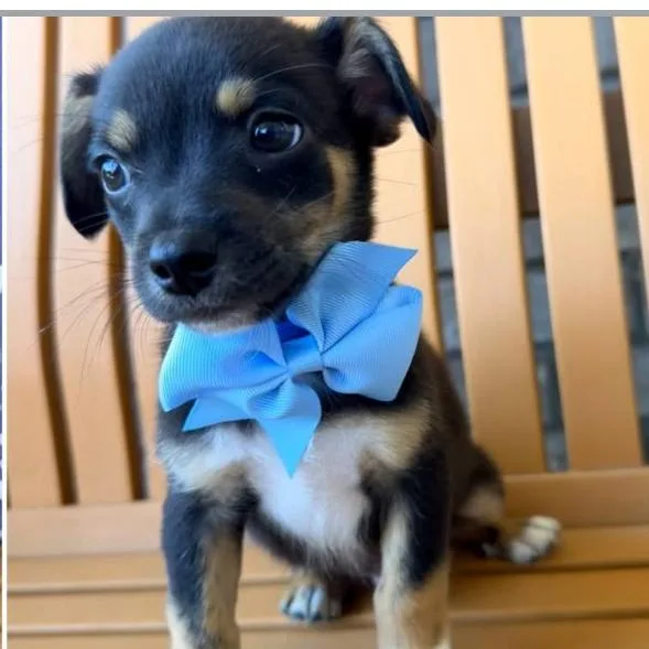A baby small-sized male Black Terrier dog named Snickers for adoption in Baton Rouge, LA
