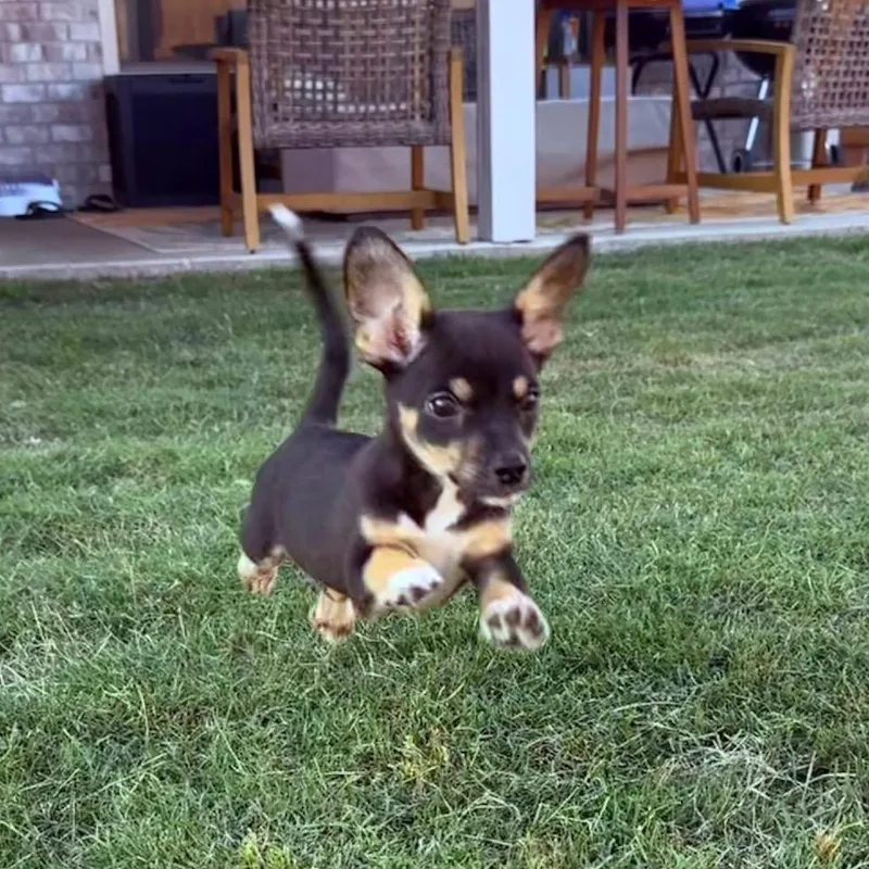 Snickers thumbnail 2