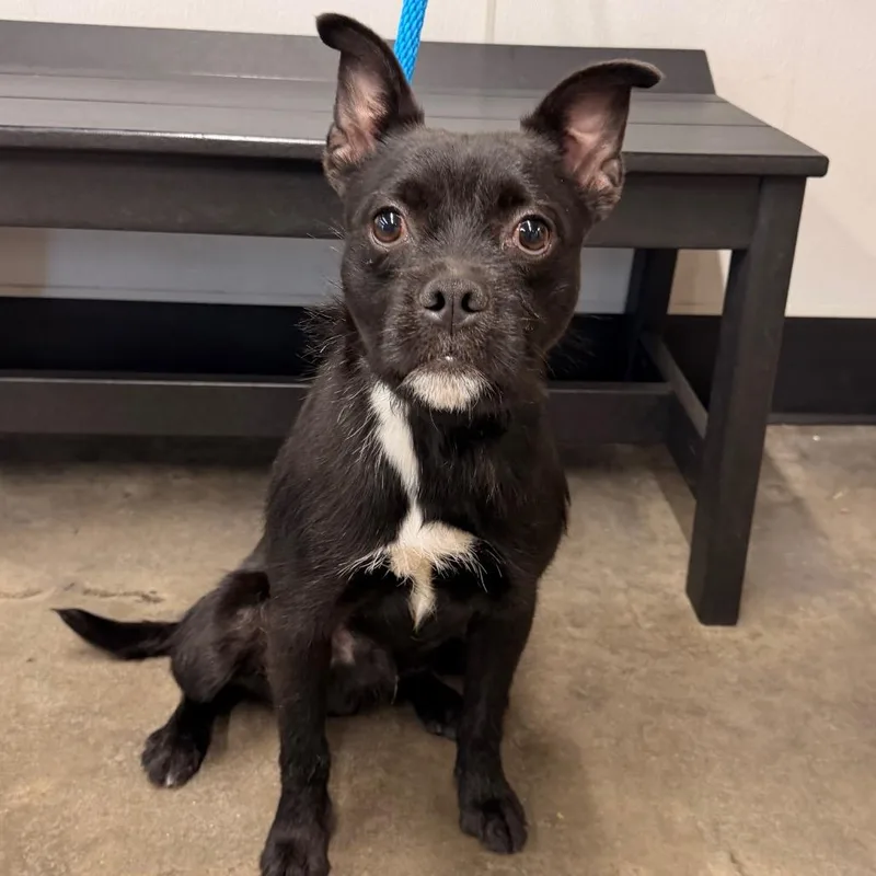 A young small-sized male Black Terrier dog named Bruno for adoption in Tampa, FL