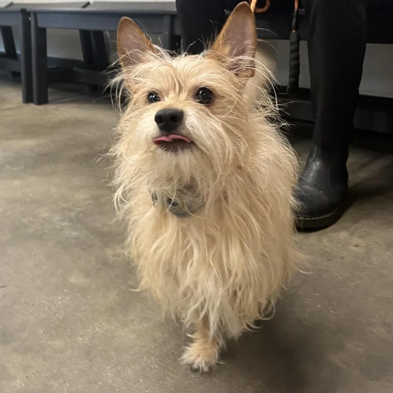 An adult small-sized male Yellow / Tan / Blond / Fawn Wirehaired Terrier dog named Bubba for adoption in Tampa, FL